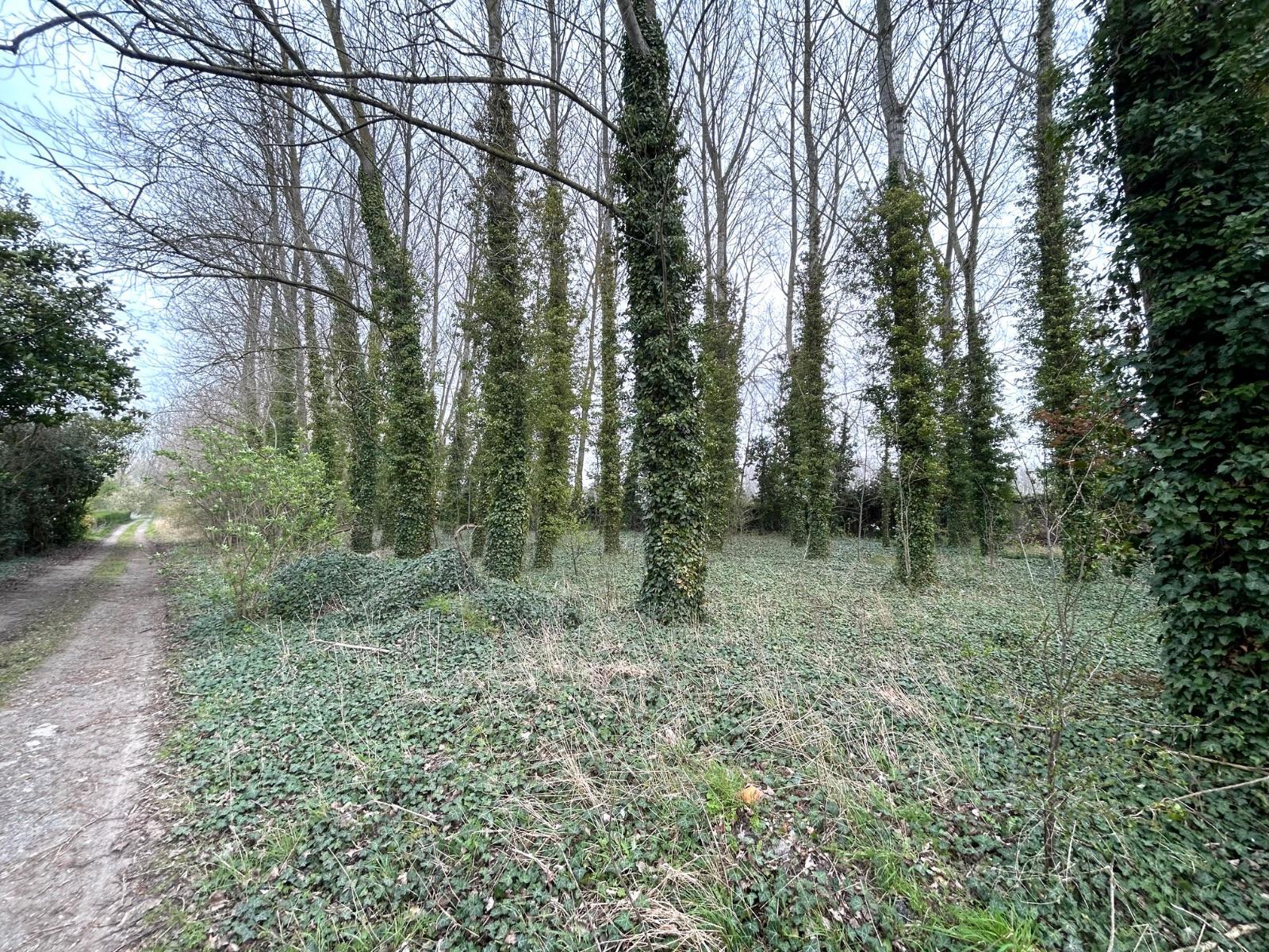 Réf.:H02216